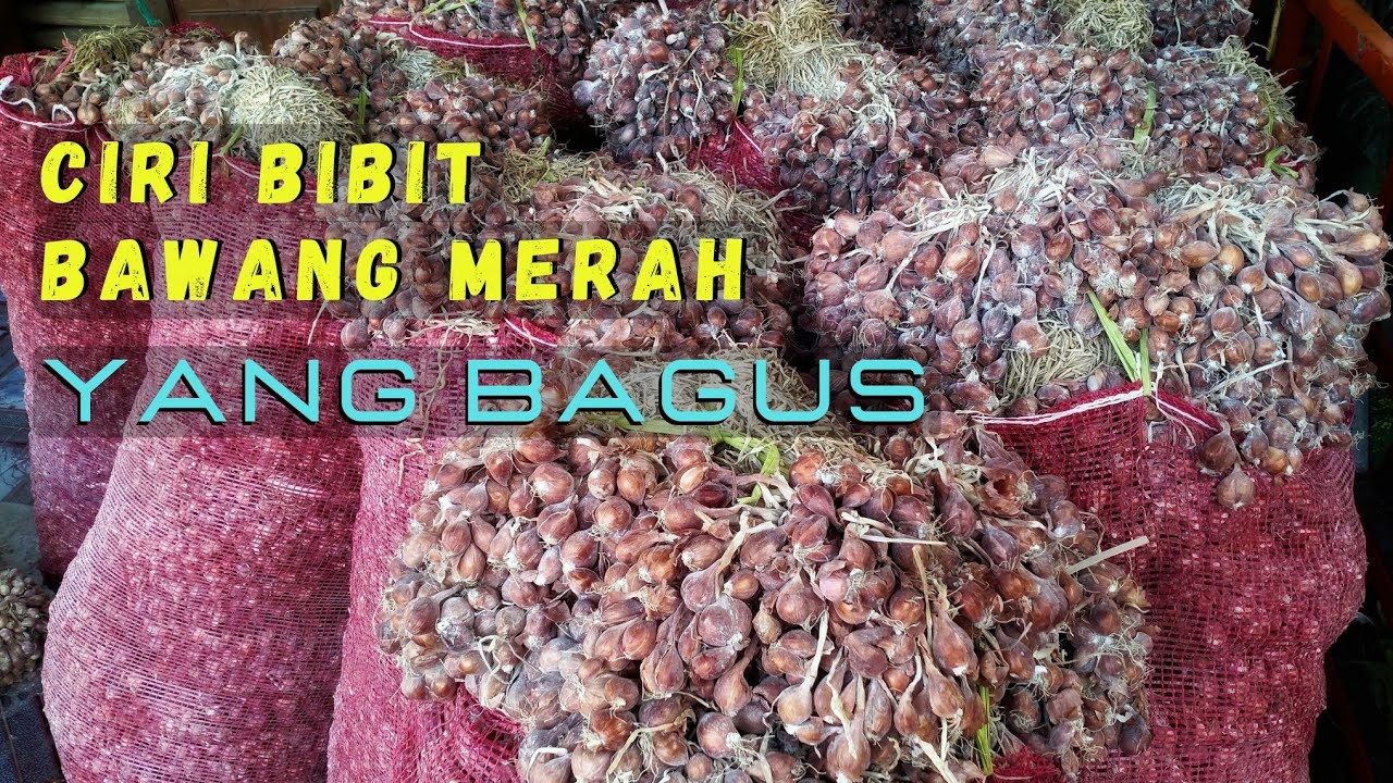 Update Harga Bibit Bawang Merah Siap Tanam Hari Ini