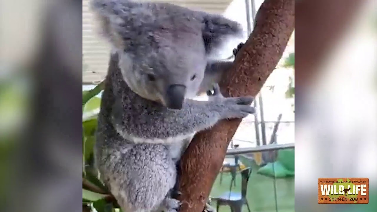 LIVE STREAM- Koala weigh in & talk