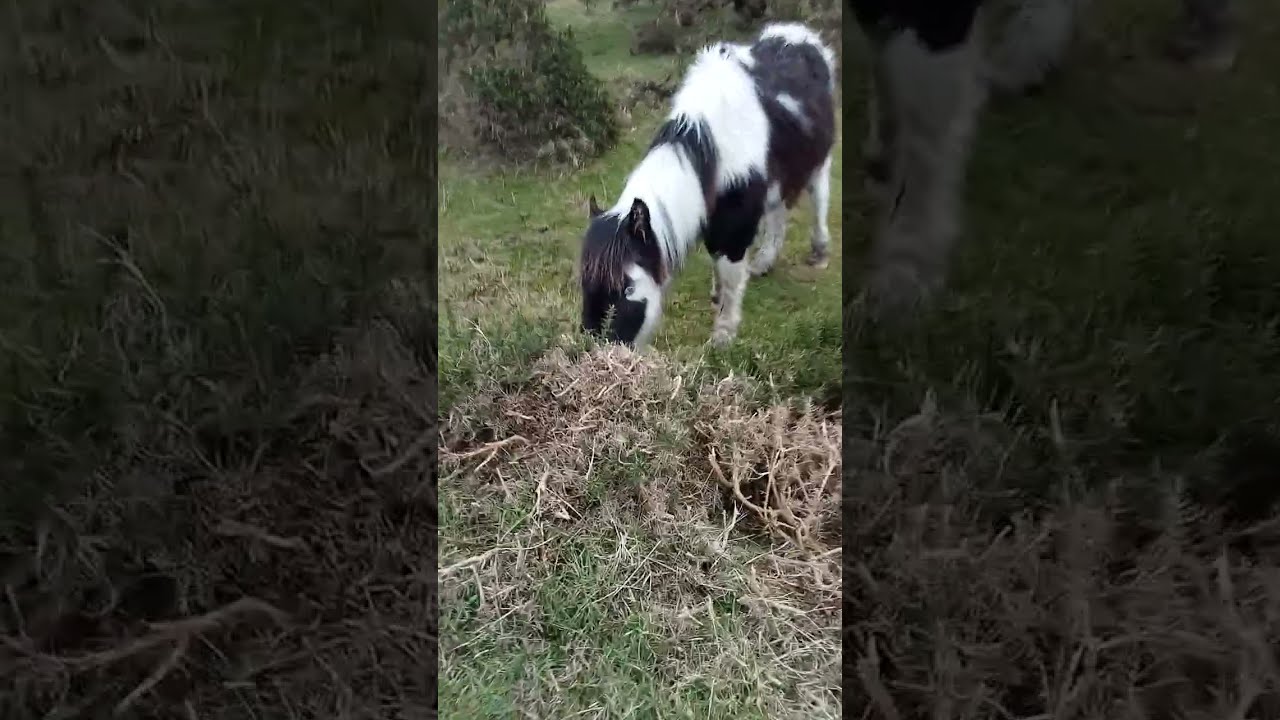 17 February, Check out the wild Bodmin Moor Ponies in Cornwall, #pony #ponies #winter #cornwall