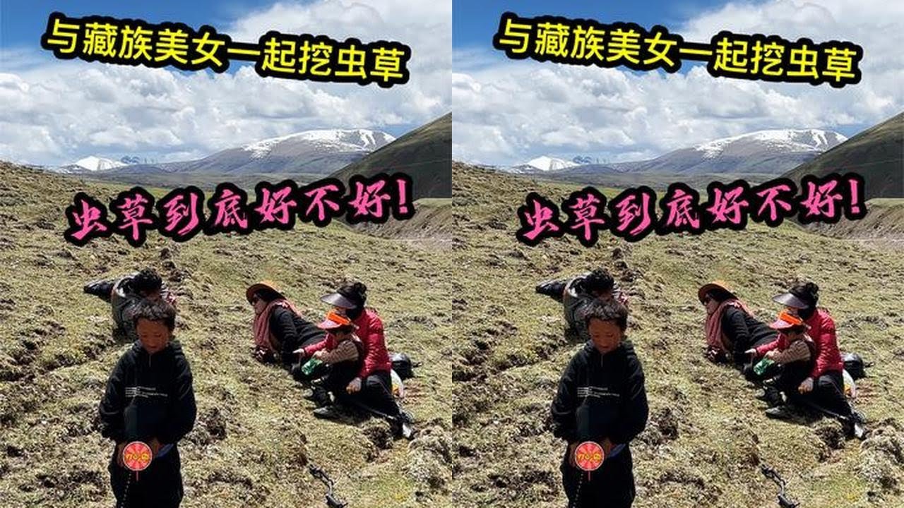 与藏族美女一起挖虫草 冬虫夏草到底好不好 #摩旅西藏 #骑行vlog #旅行推荐官 #冬虫夏草采挖季