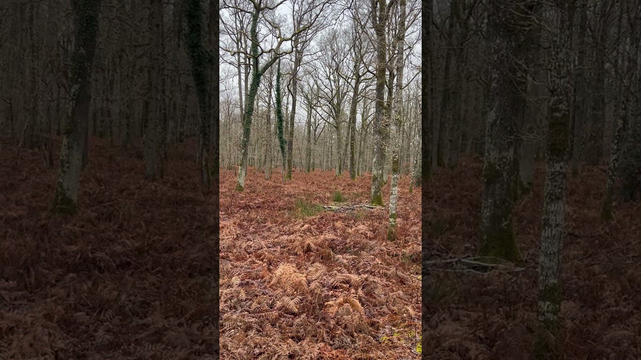 GRAND CERF EN BATTUE A 10 M ! CHASSE SOLOGNE ! #chasse #hunting #hunt #deer