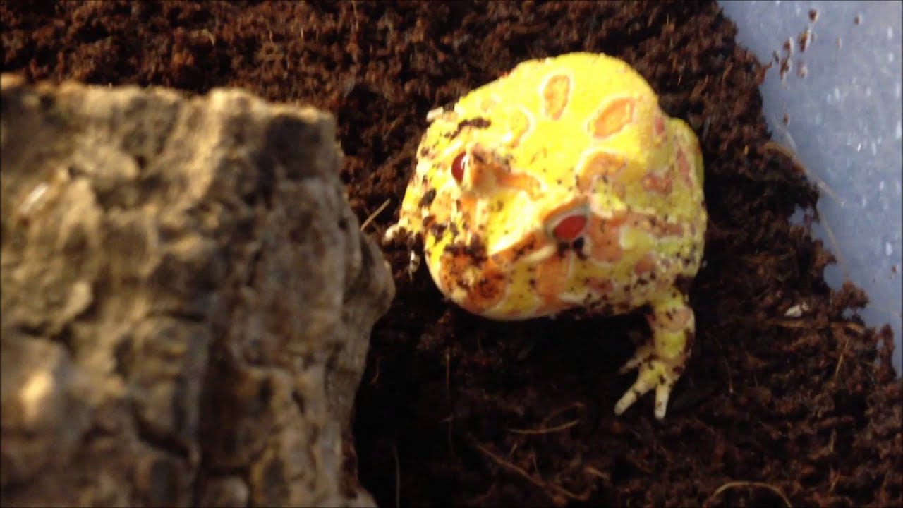 Horned Frog - Ceratophrys cranwelli (normal Albino-Phase) gets the price for only looking cute :D