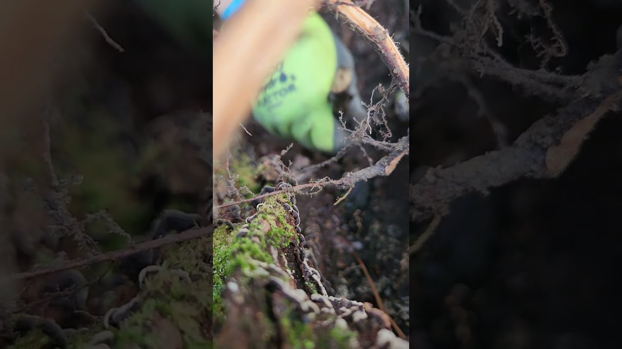 Trapping along a creekside 