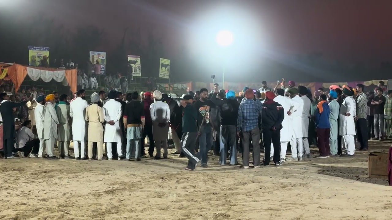 ਵੱਡੇ ਜੇਤੂ ਝੋਟੇ । NFA | PASHU MELA JANGIANA | ਮੇਲਾ ਜੰਗੀਆਣਾ 