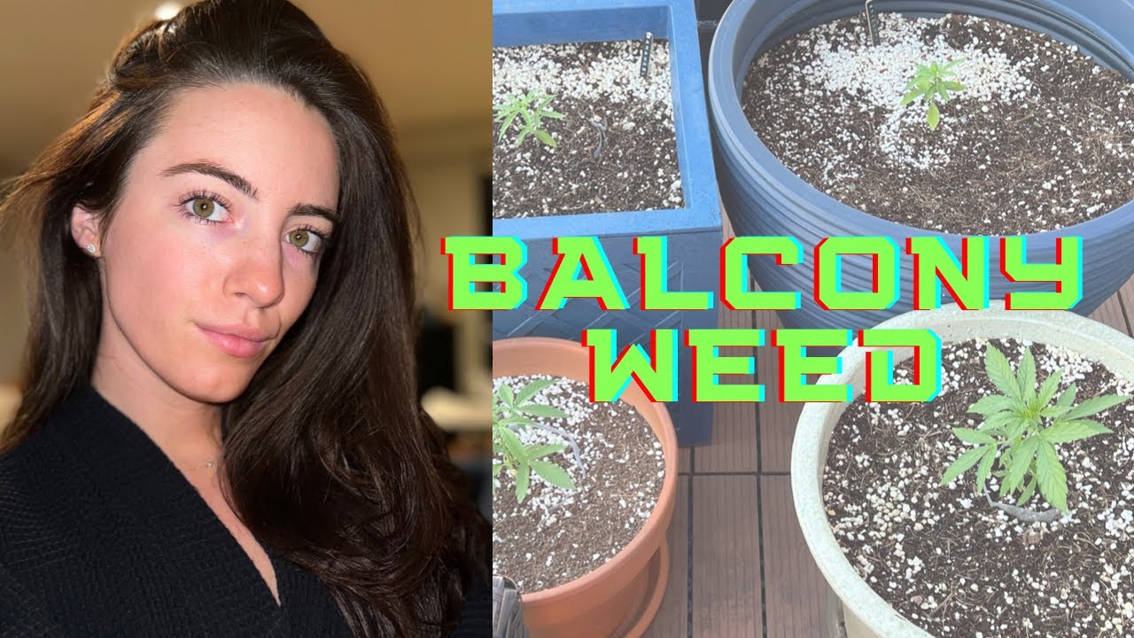 GROWING WEED ON BALCONY | WEEK 5