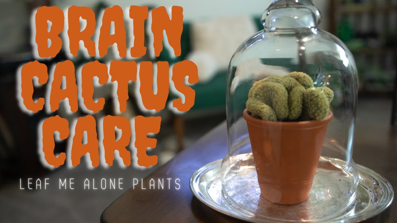 Brain Cactus (Mammillaria elongata ‘Cristata) Plant Care Guide