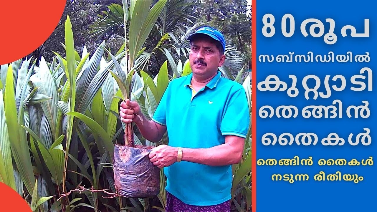 കുറ്റ്യാടി തെങ്ങിൻ തൈകൾ നടേണ്ടത് ഇങ്ങനെയാണ്  |  Kuttiadi Thengu Nadeel  | Kuttiadi Coconut Tree..
