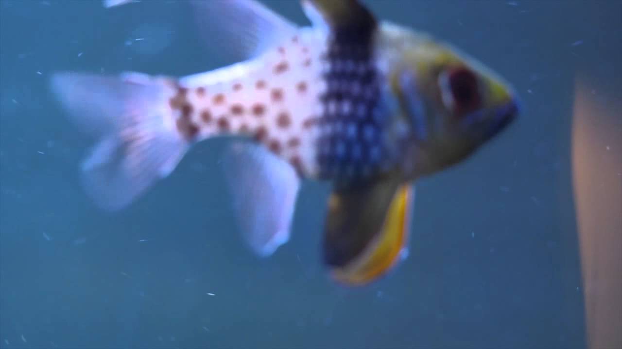 Pajama cardinalfish
