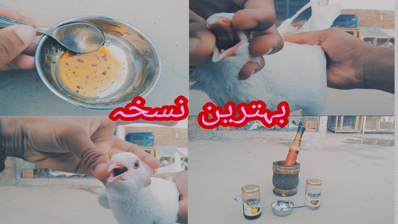 Kabootar ka Gala kharab hojaye toh kya karein ? /Desi Nuskha | Kabootar Bazi in Hyderabad |