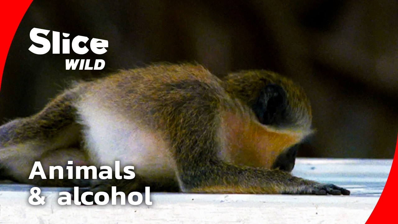 Alcohol in the wild: a hidden natural phenomenon I FULL DOC | SLICE WILD
