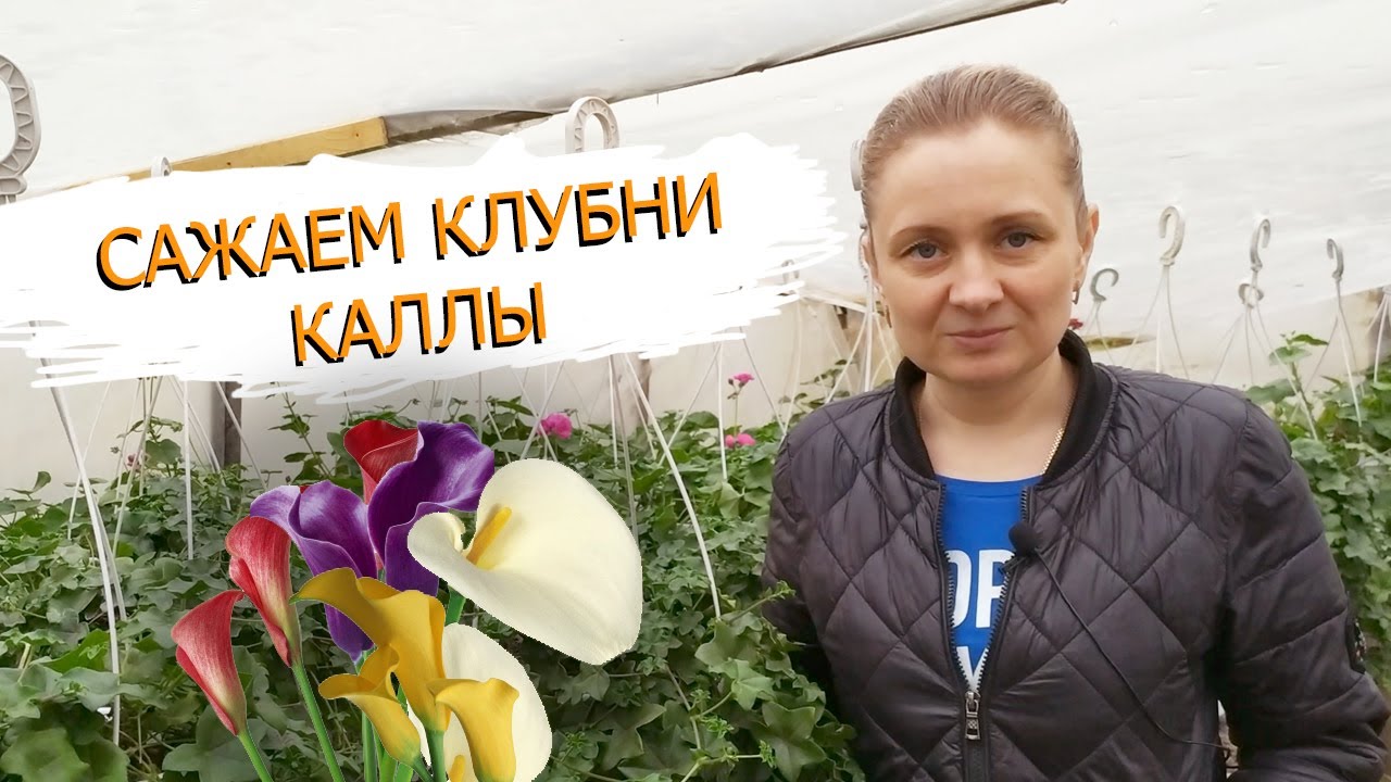 Сажаем клубни цветной каллы зантедеския! Как это делаем мы