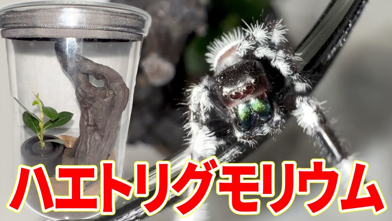 巨大ハエトリグモの特製飼育セットが素敵すぎた！！！