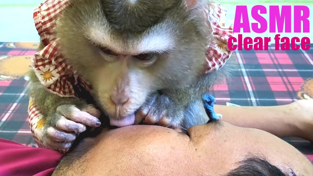 Monkeys Often Groom Strengthen Maintain Human Reduces Stress Levels