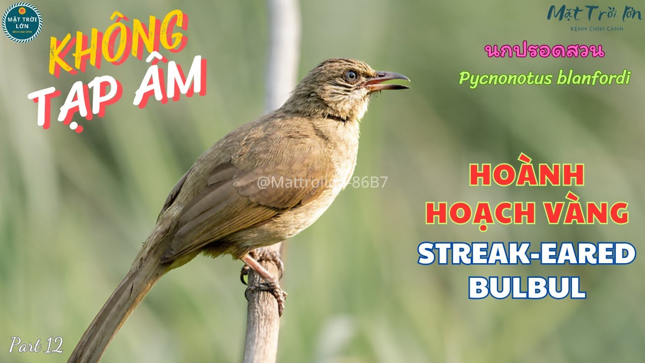 ✅Tiếng chim Hoành hoạch vàng mồi chuẩn | Tiếng trao trảo | Streak-eared Bulbul | นกปรอดสวน (P12)