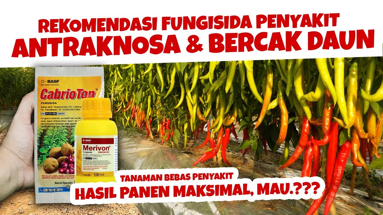 FUNGISIDA UNTUK MENCEGAH PATEK / ANTRAKNOSA DAN BERCAK DAUN - CabrioTop & Merivon  | Cabe Tomat