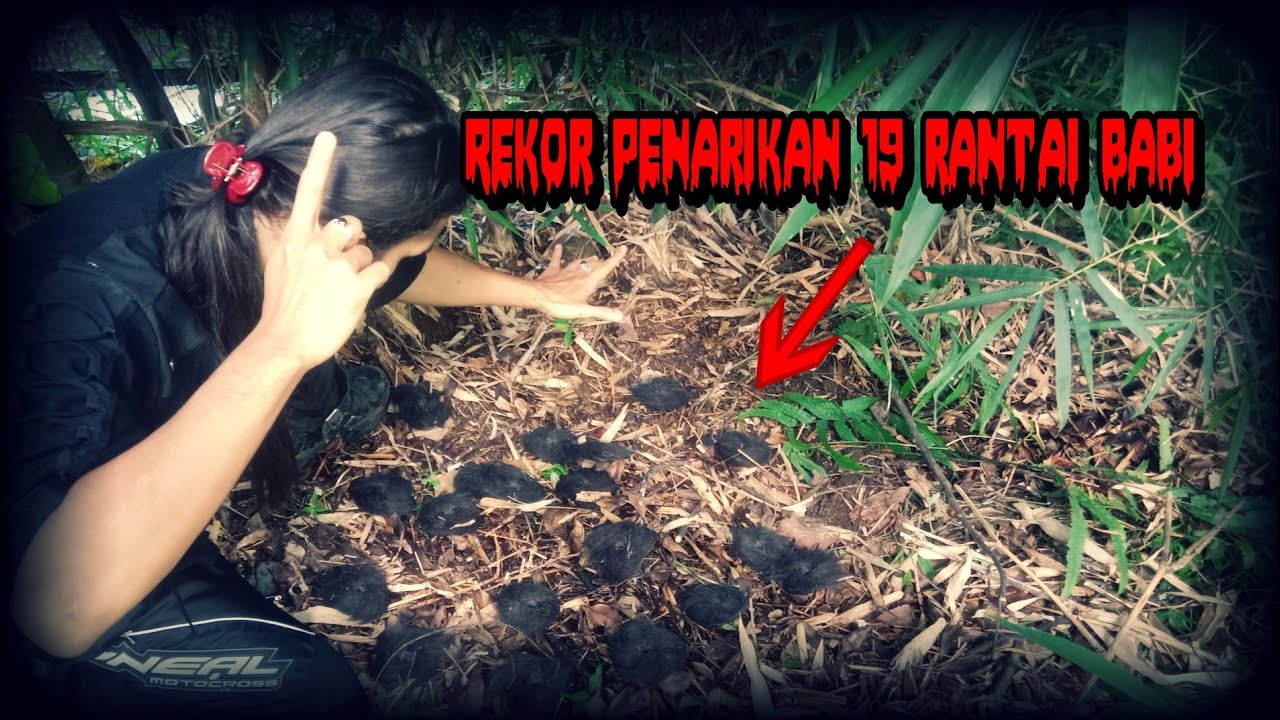 PERTAMA KALI DI DUNIA SPIRITUAL...PENARIKAN 19 RANTAI BABI SEKALIGUS #rekor