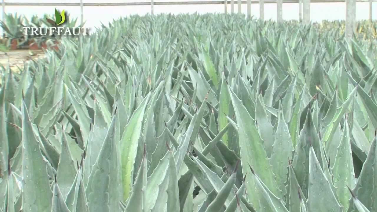 Les agaves : conseils d'un producteur pour une cactée très graphique - Truffaut