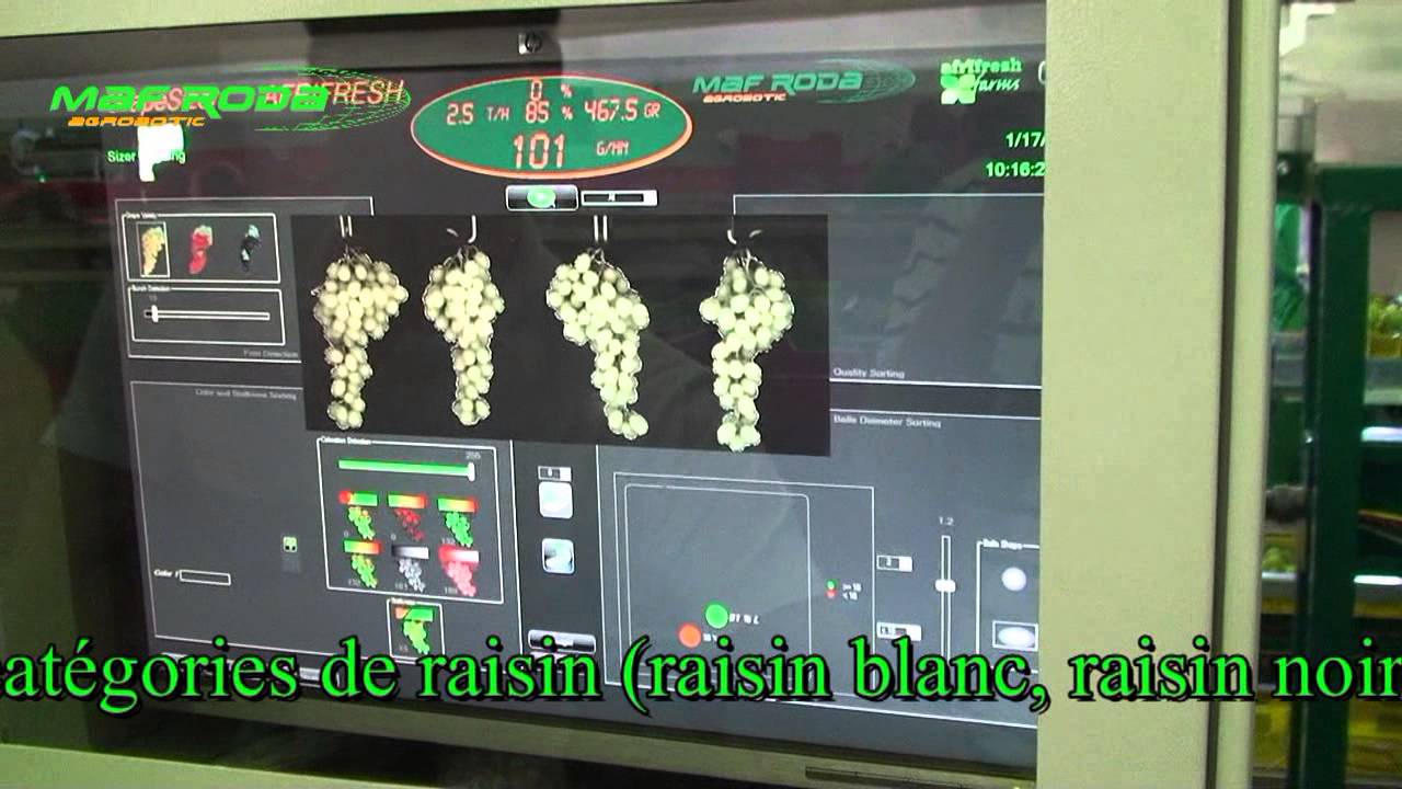 GRAPESIZER MAF RODA raisin afrifresh