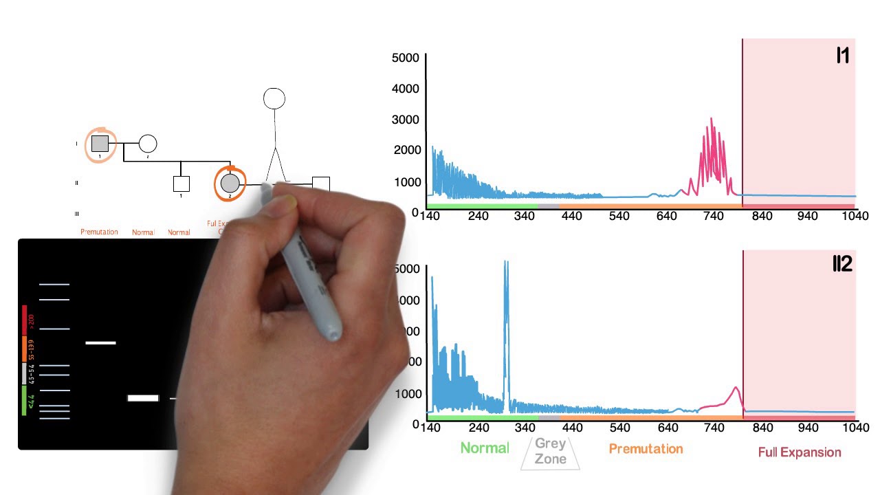Repeat Expansion Diagnostic Techniques Part 2 - Repeat Primed PCR
