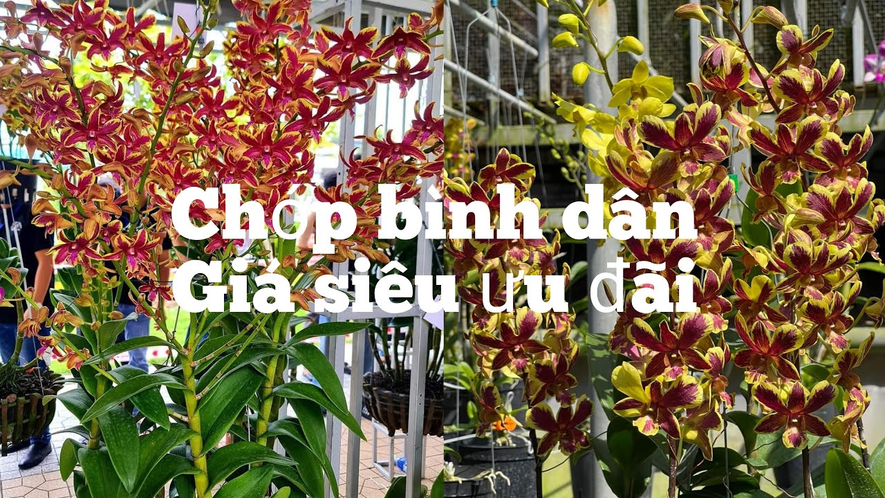 Chớp trưa đủ loại giá bình dân, 0972899855.