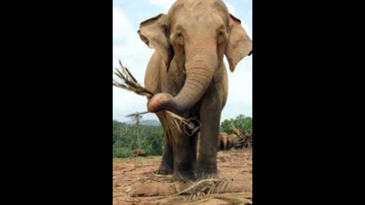 Elephas maximus