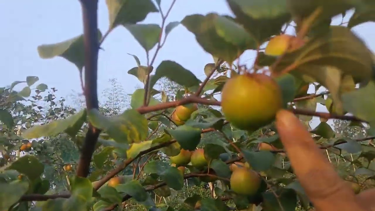 বরই বাগানে বরই খেলাম 