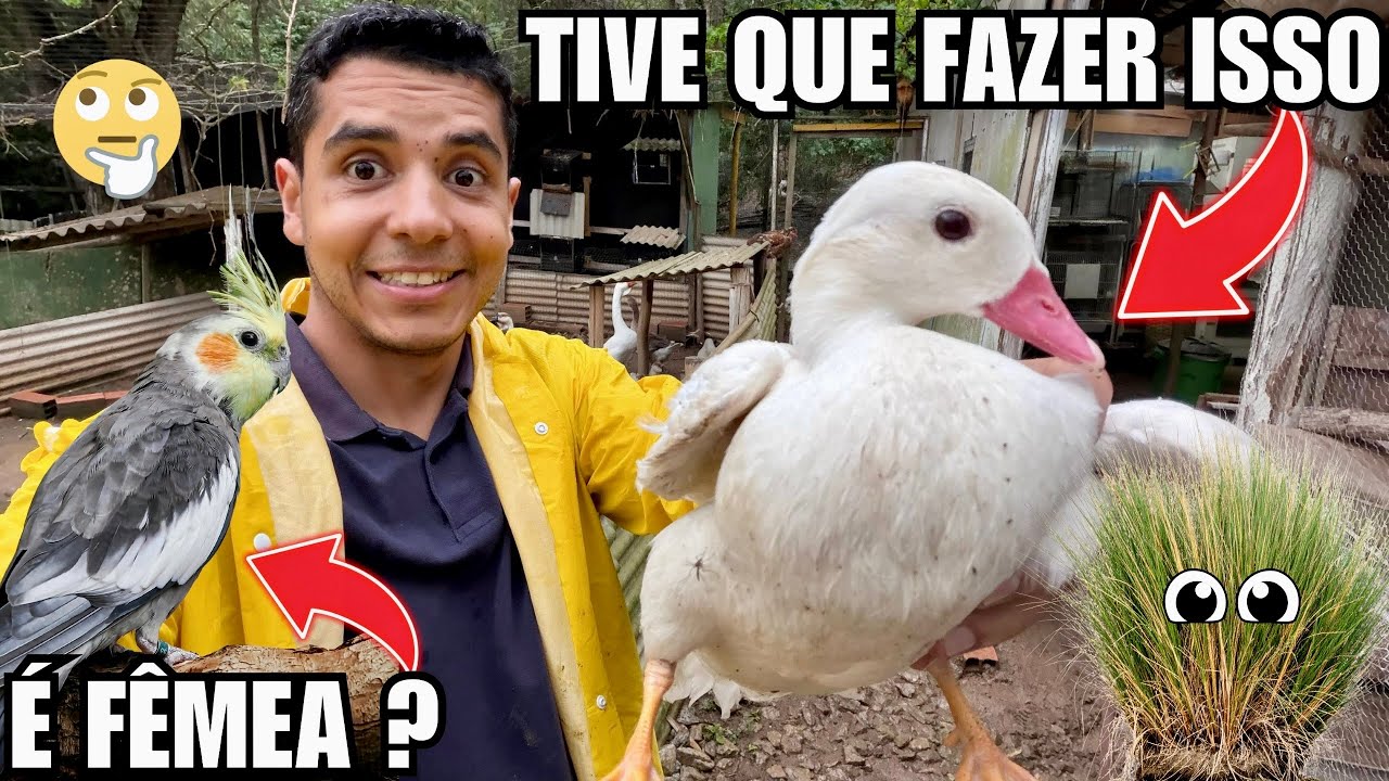 Macho ou fêmea ? | Quantos pato Mandarim tem na criação ? | Aves Recriar 