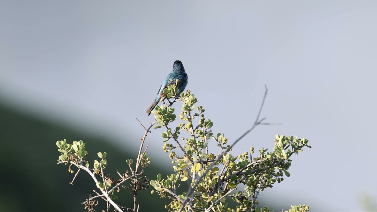 Indigo Bunting in Santa Cruz Mountains, June 2025