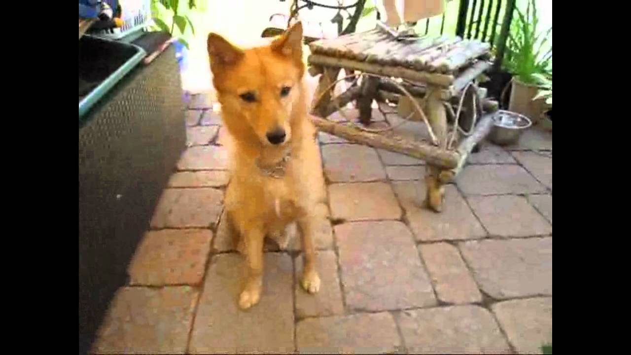 Finnish Spitz - An Owner's Manual Part 1 - Understanding Your Dog
