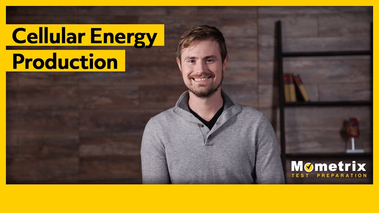 Cellular Energy Production