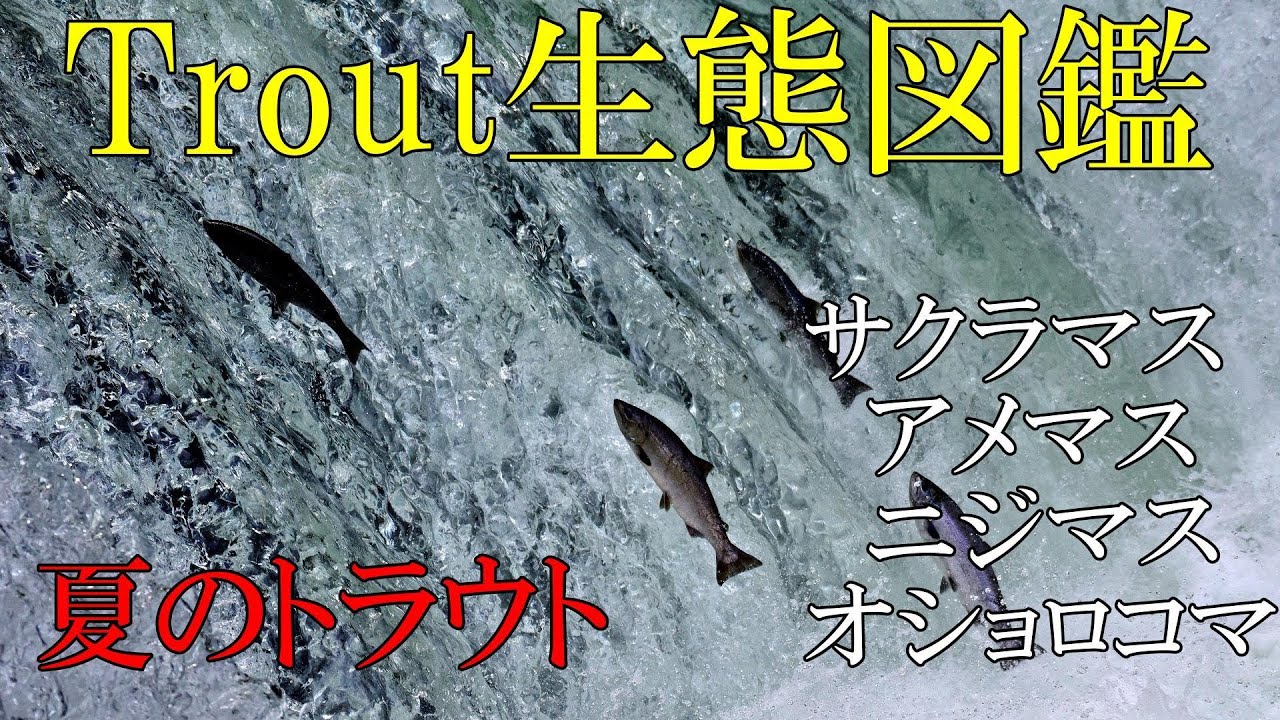 Trout生態図鑑夏のトラウト　サクラマス、アメマス、オショロコマ、ニジマス　＃サクラマス