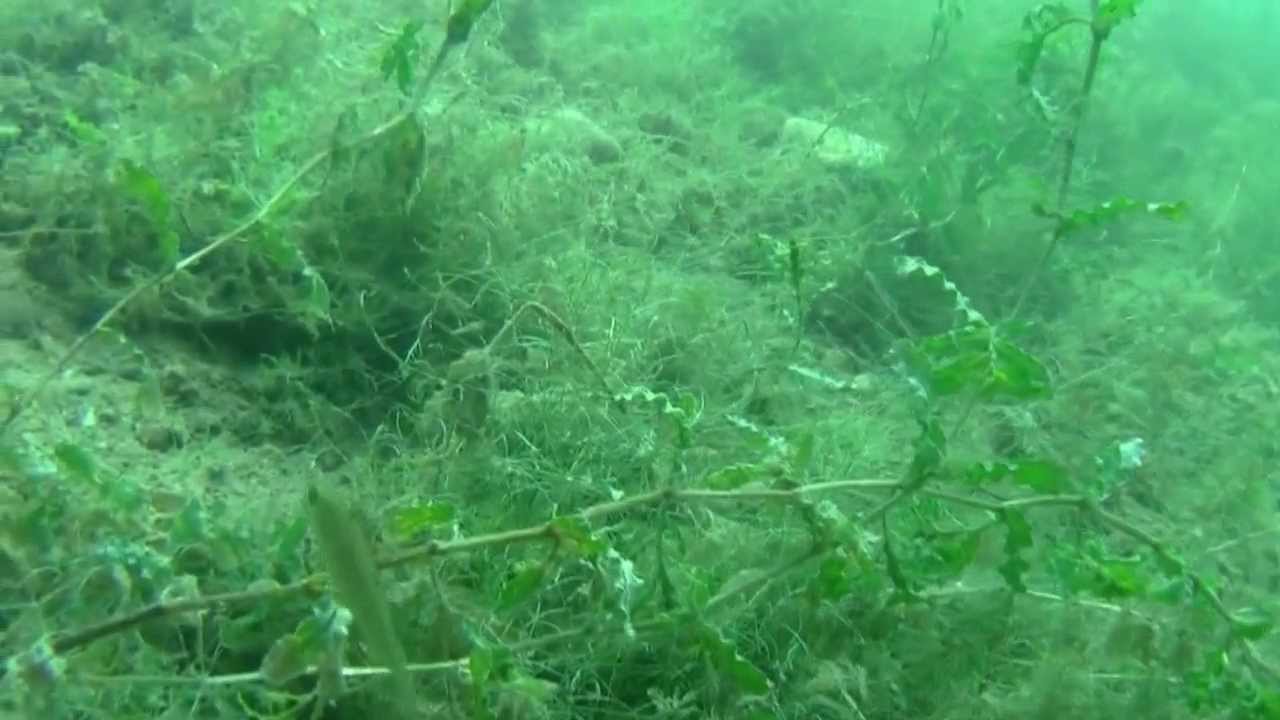 Impressionen eines Tauchganges im Sandhofsee Neuss