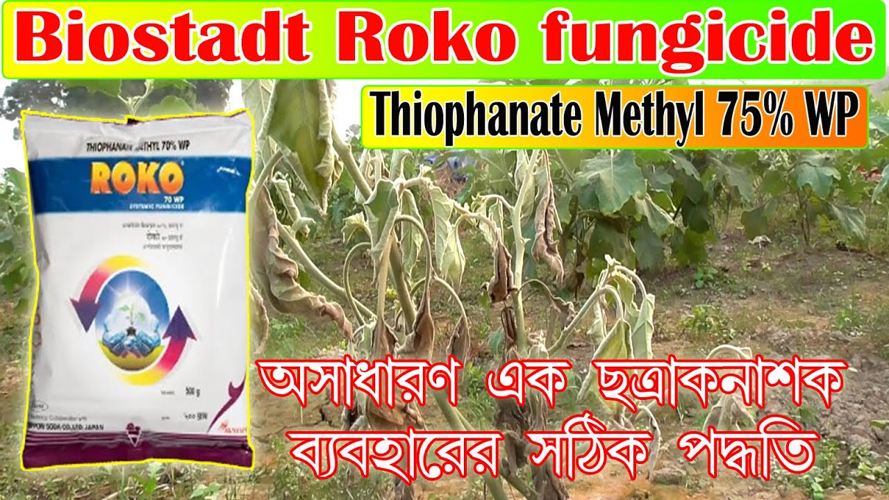 Roko Fungicide | Thiophanate Methyl 70%WP| কখন কিভাবে কোন গাছে তে কেন স্প্রে করবেন।দারুন ছত্রাক নাশক
