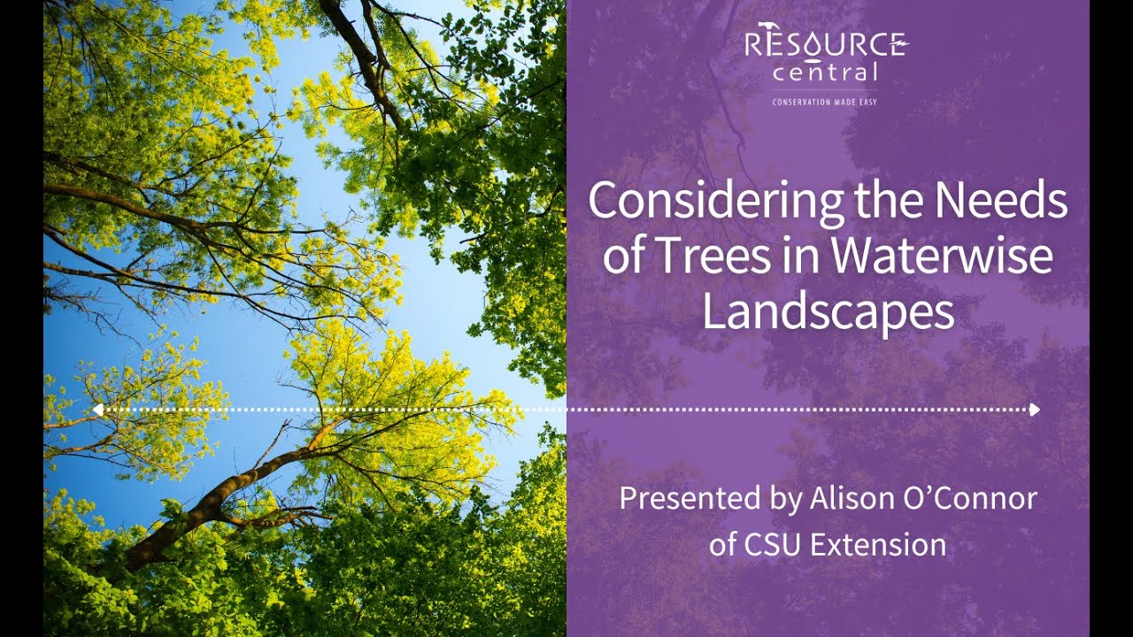Considering the Needs of Trees in Waterwise Landscapes