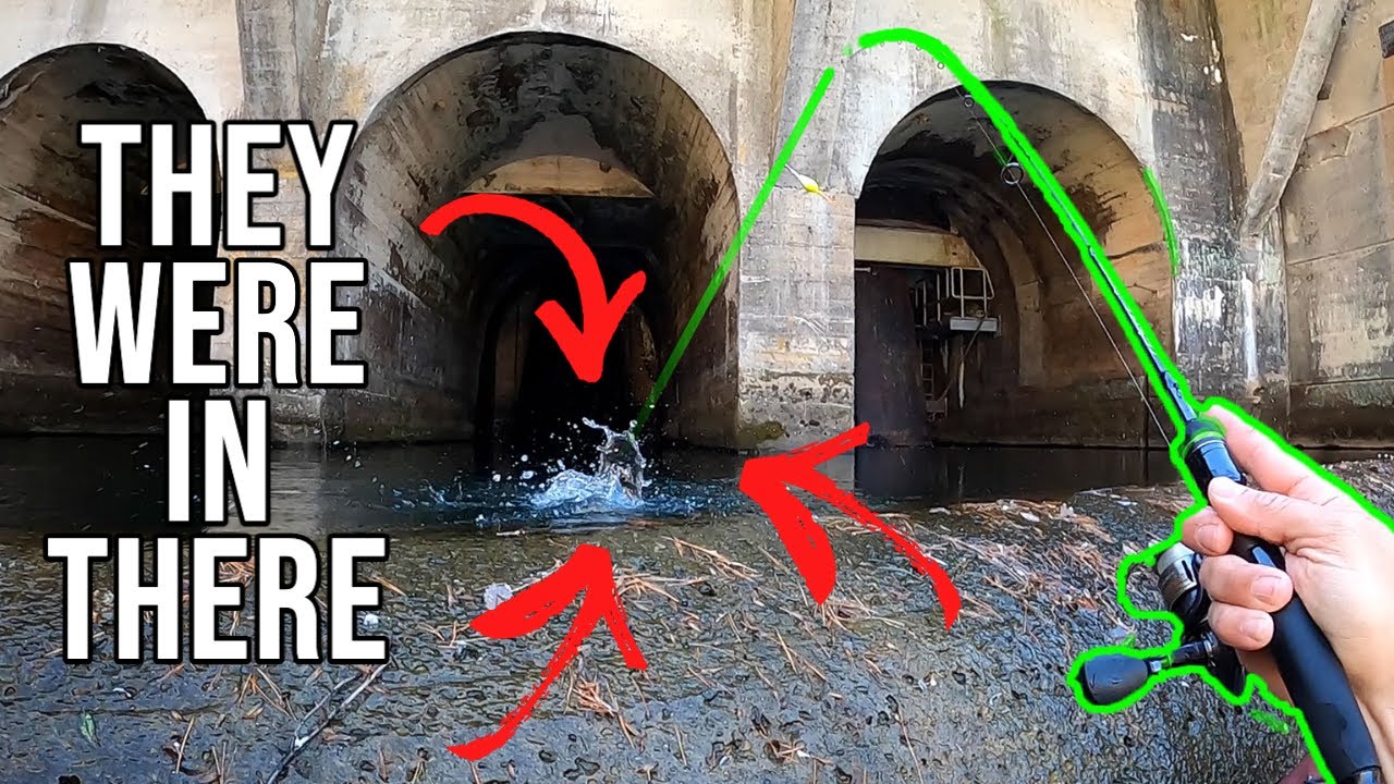 The trout are in there (Watauga River)