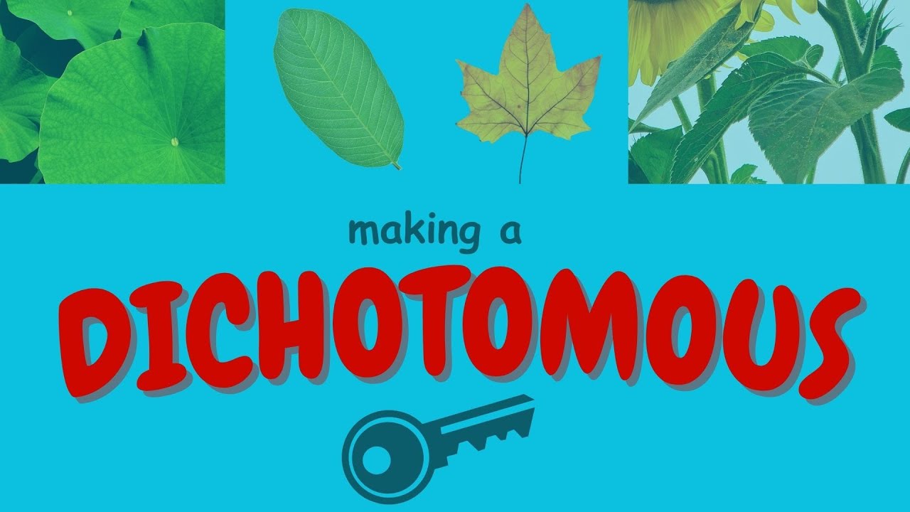 How to Make A Dichotomous Key