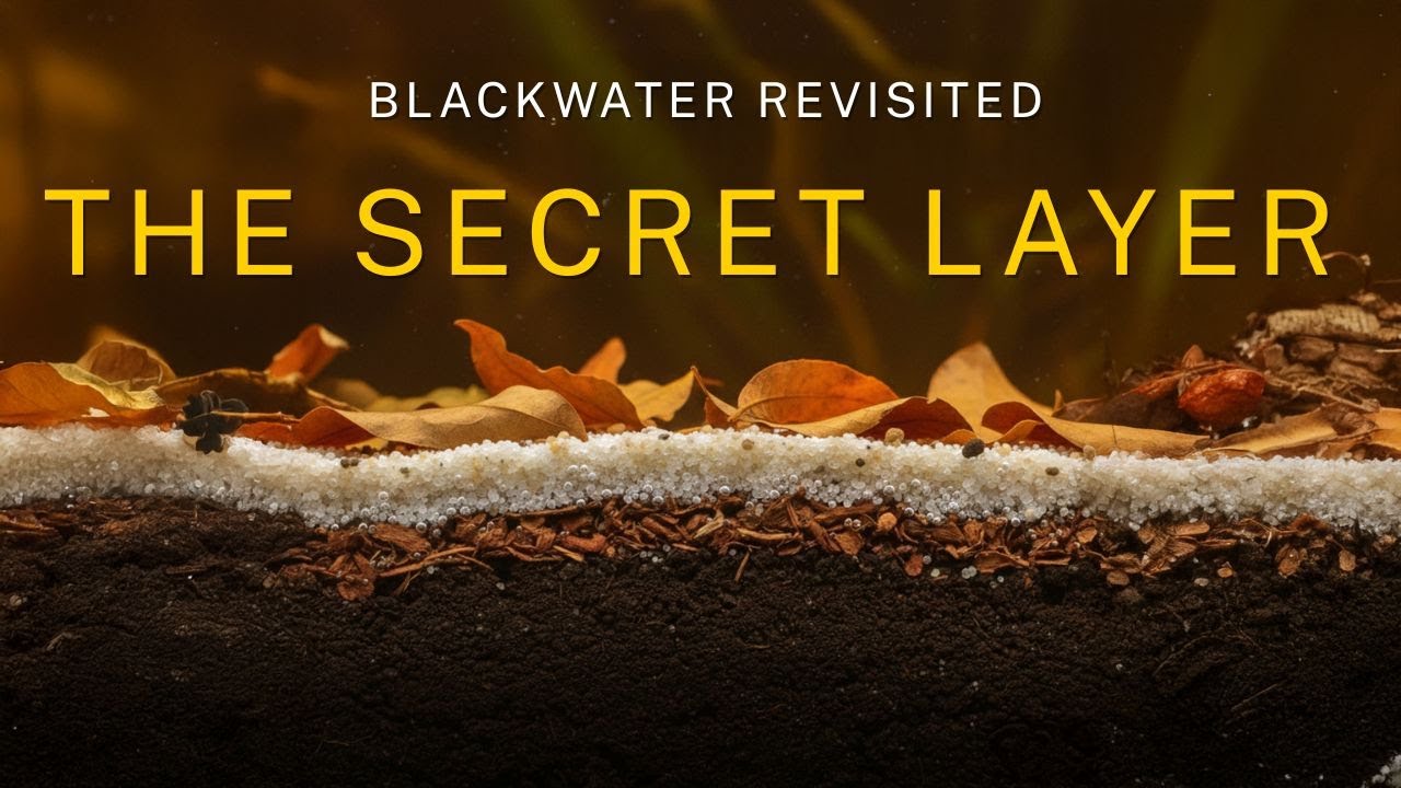 Blackwater Revisited (EP6): Наука о субстрате (Не испортите это)