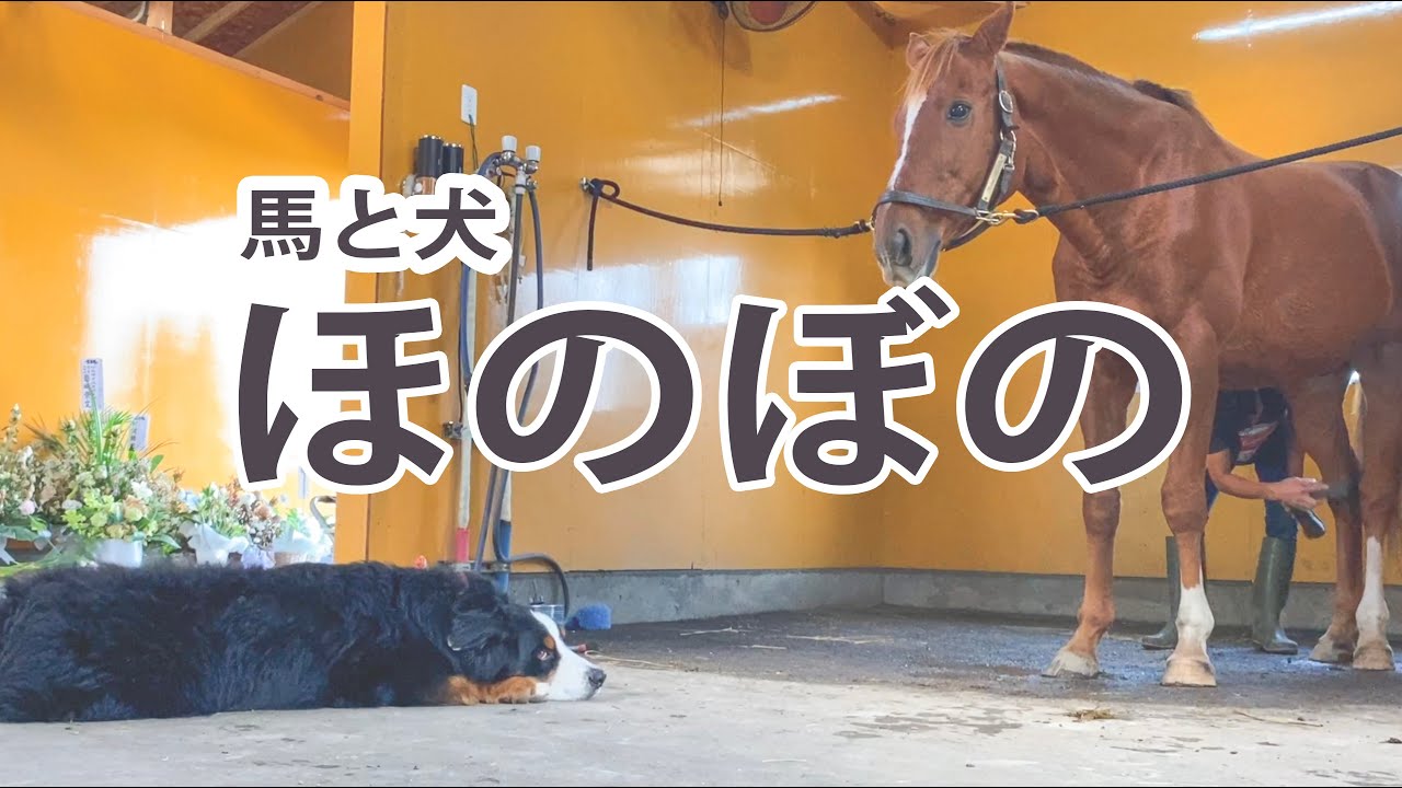 いつも吠えるのに今日はアドマイヤジャパンの手入れにお付き添いする犬のバニー