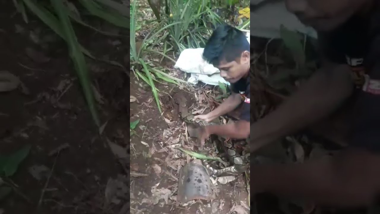 Hampir saja makan ternak warga penangkapan ular piton