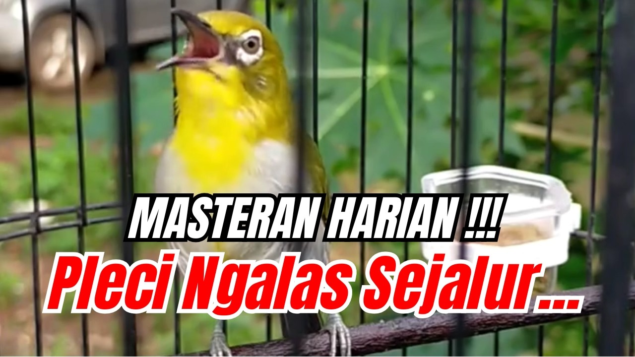 🔵 PLECI FIGHTER GACOR, WITWIT ZIPPER SEJALUR‼️ SUARA PLECI GACOR BUAT MASTERAN HARIAN #plecibuxtoni
