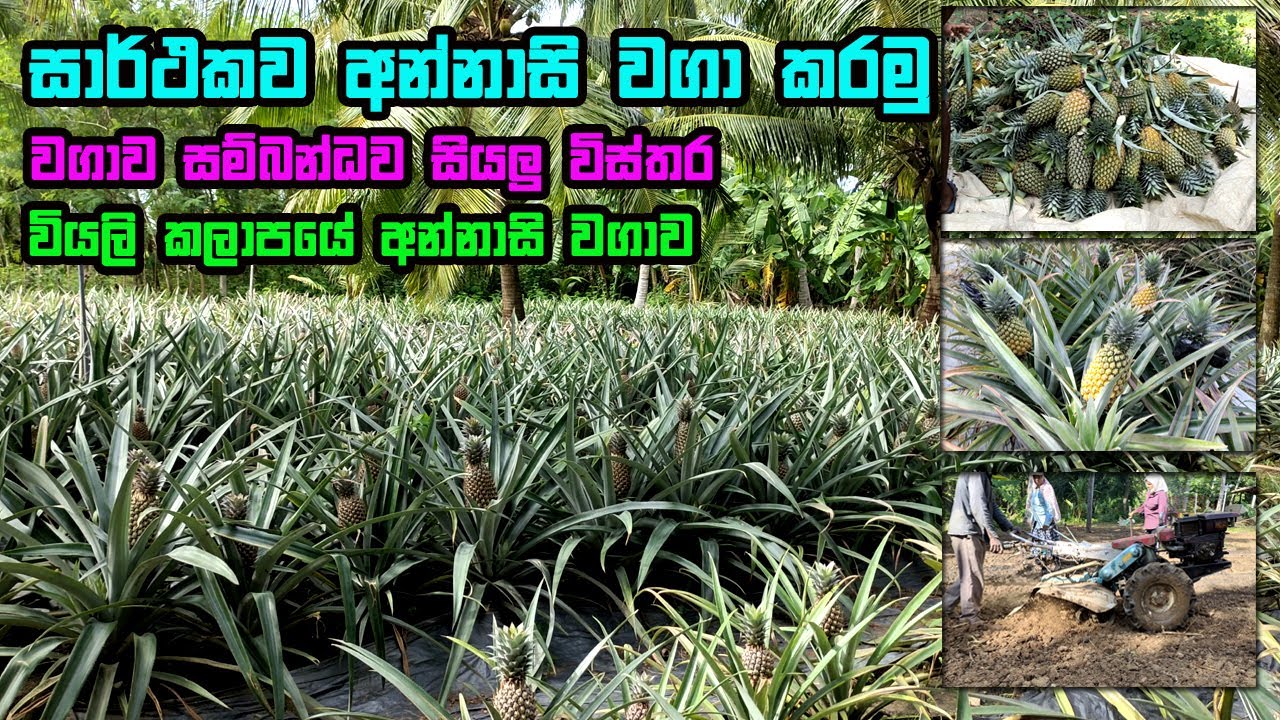 අන්නාසි වගාව මුල සිට අග දක්වා I Annasi wagawa I pineapple cultivation I අන්නාසි වගාව