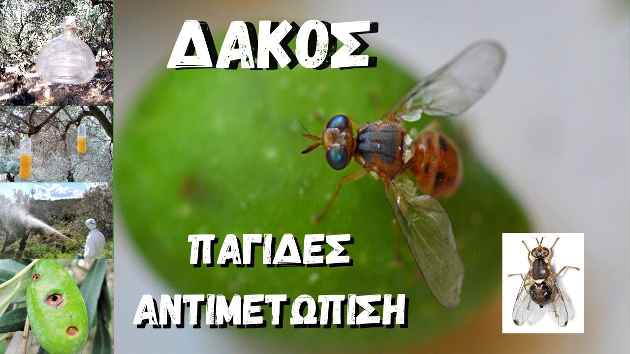 ΔΑΚΟΣ - ΠΑΓΙΔΕΣ - ΑΝΤΙΜΕΤΩΠΙΣΗ