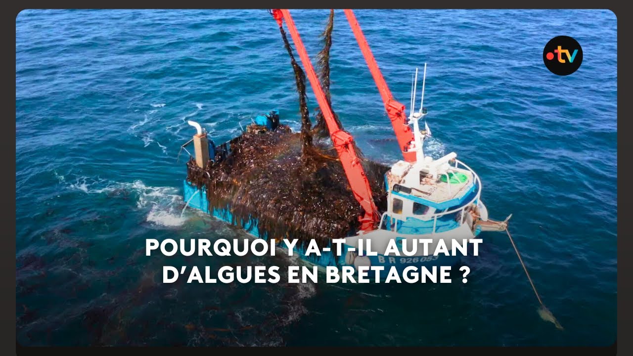 Pourquoi y a-t-il autant d&rsquo;algues en Bretagne ?