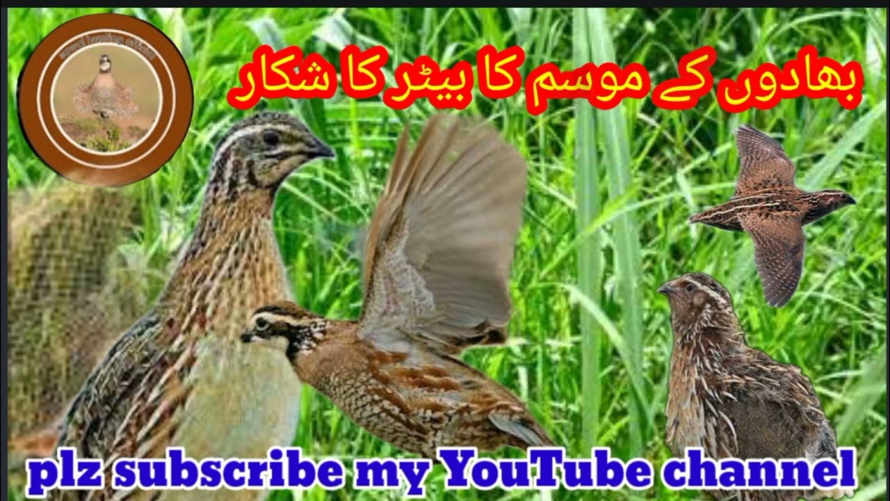 batair ki awaz mp3//quail hunting sound mp3 #female quail sound//@Sawalhunting-sn9vs