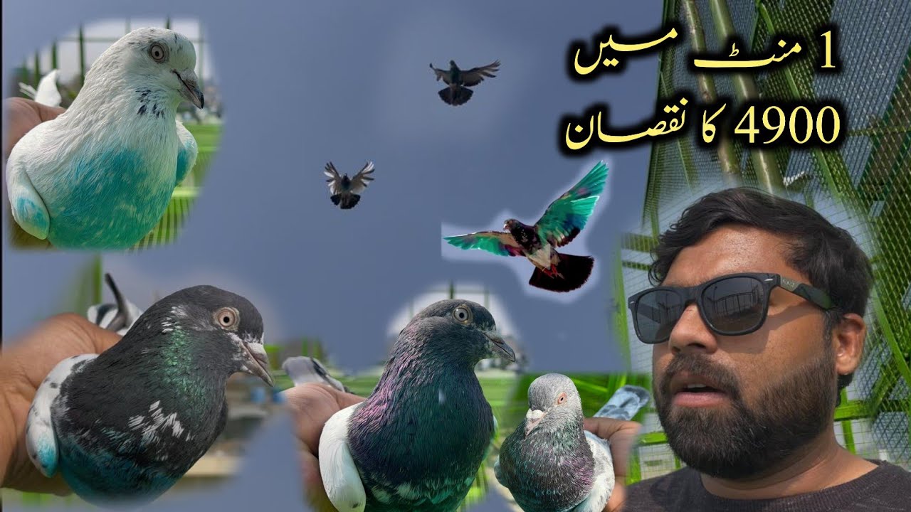 Aj 2 kabootar Nahi Aey 