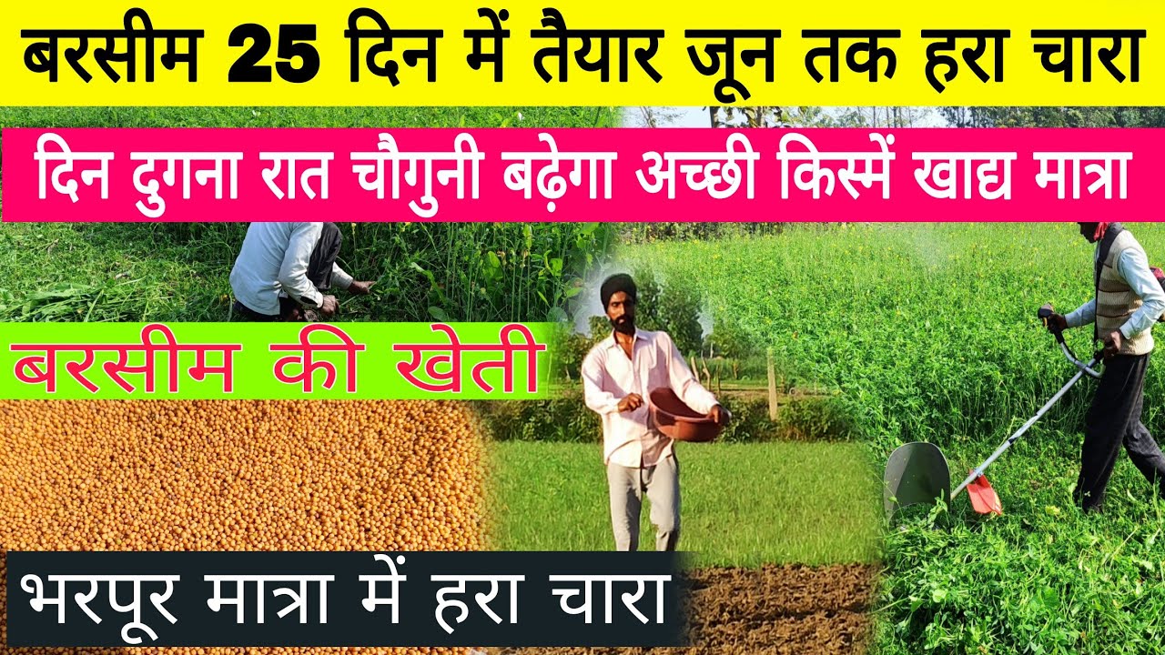 बरसीम 30 दिन में तैयार हरा चारा जून तक मिलेगा berseem farming | berseem ki kheti kaise kare जानकारी