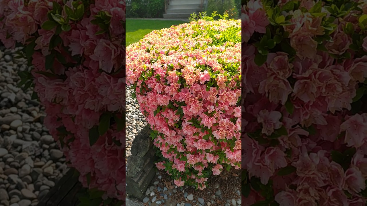 Amazing and inspiring shape of azalea's bush