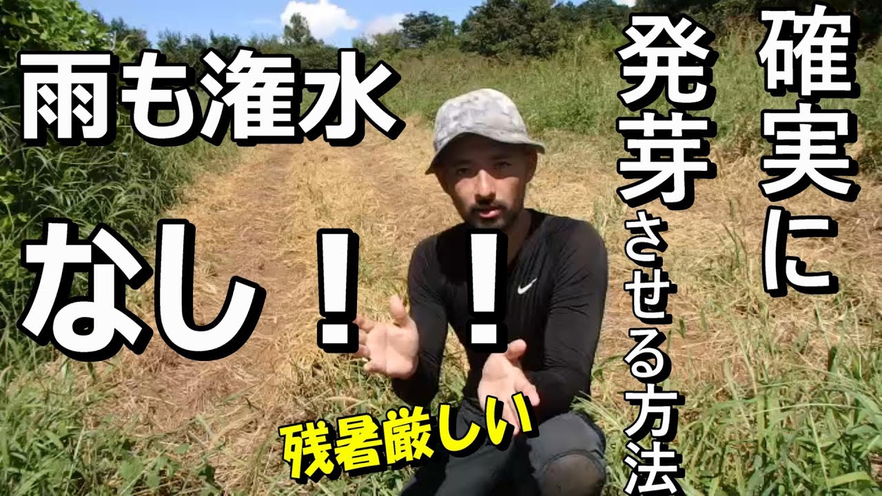 【自然農×MOTTAINAI】晴れ続きの9月に直播きしてます！発芽させる方法＆その様子