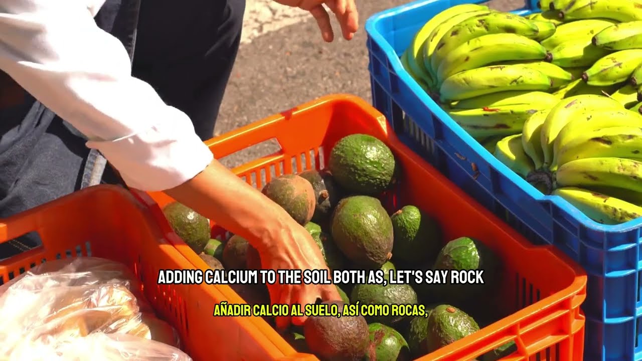 Advancing sustainable avocado systems through Dutch–Colombian collaboration