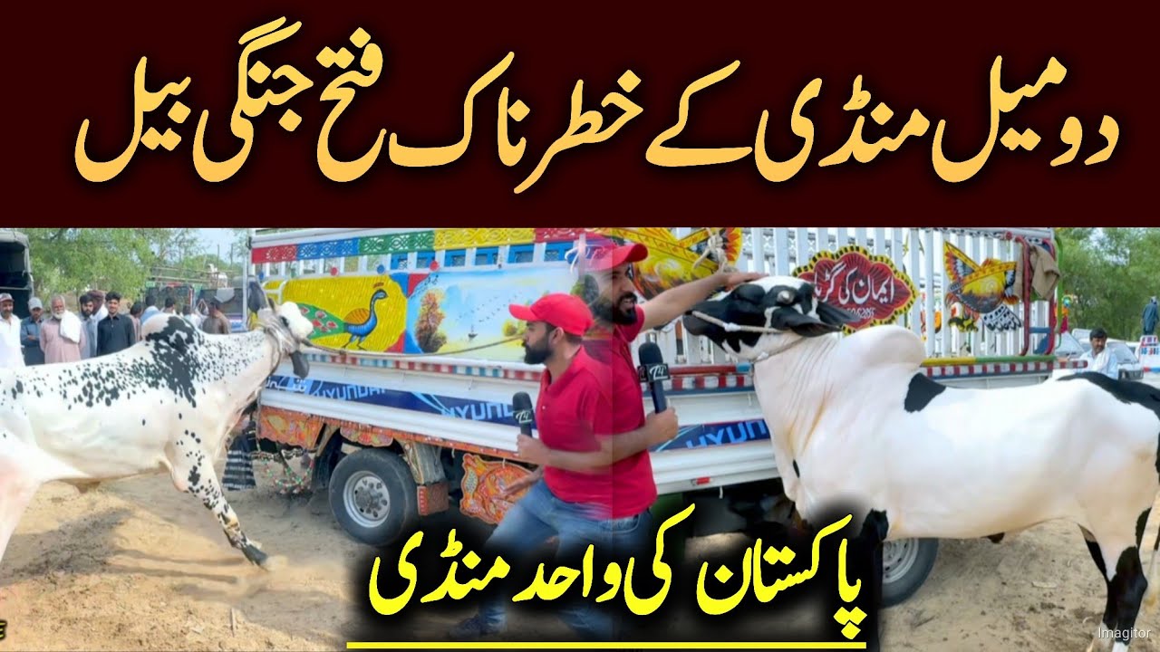 Domail Mandi 2024 part 2 - Fateh Jangi bulls 2024 - dangerous bull 2024 - Bakra Mandi domail